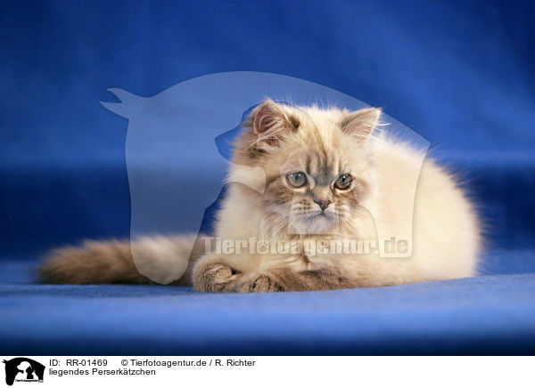 liegendes Perserktzchen / lying persian kitty / RR-01469