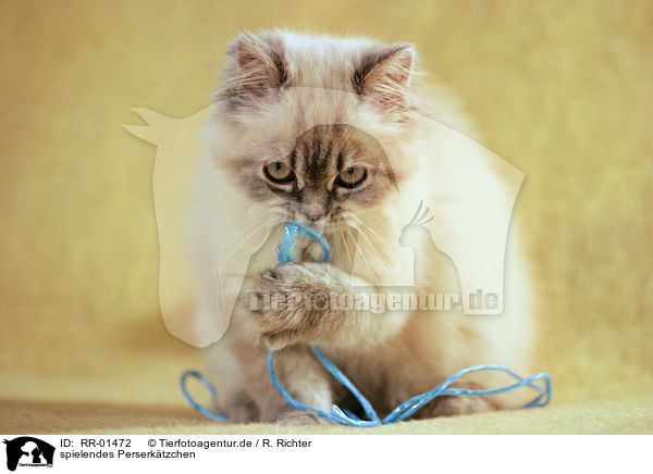 spielendes Perserktzchen / playing persian kitty / RR-01472