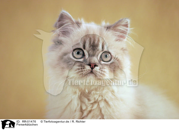 Perserktzchen / Persian Kitty Portrait / RR-01476