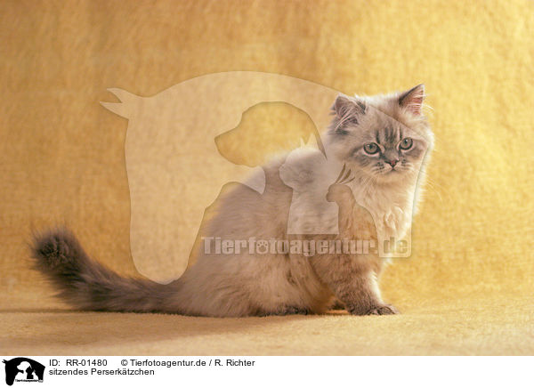 sitzendes Perserktzchen / sitting persian kitty / RR-01480
