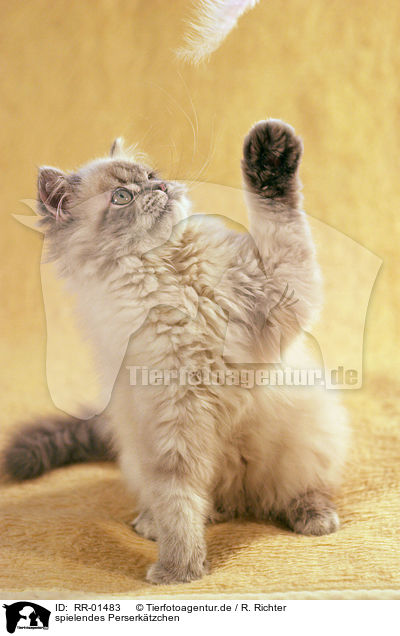 spielendes Perserktzchen / playing persian kitty / RR-01483