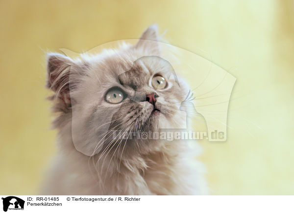 Perserktzchen / Persian Kitty Portrait / RR-01485