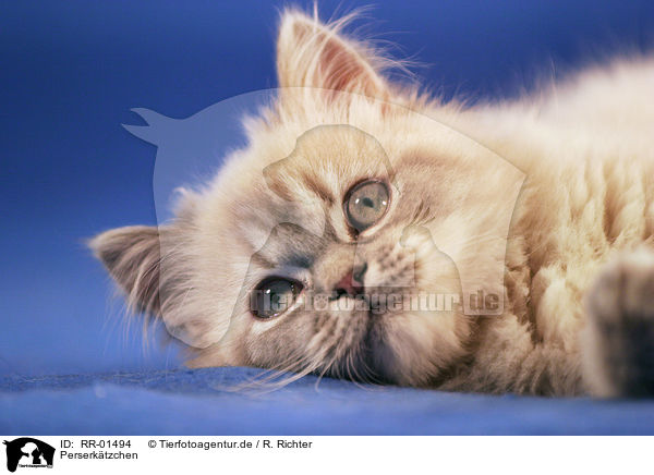 Perserktzchen / Persian Kitty Portrait / RR-01494
