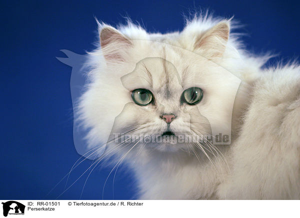 Perserkatze / Persian Cat Portrait / RR-01501