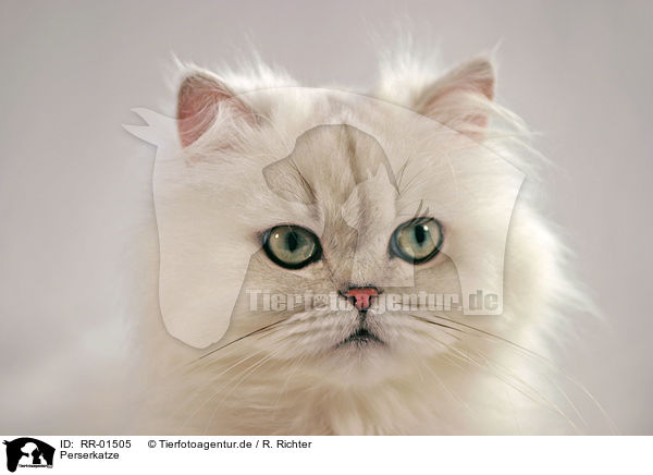 Perserkatze / Persian Cat Portrait / RR-01505
