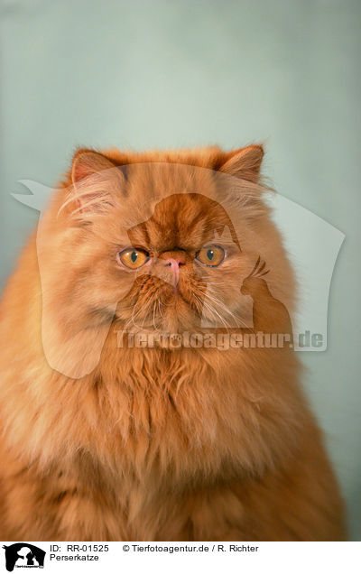 Perserkatze / Persian Cat Portrait / RR-01525