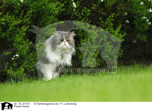 Perser Katze / FL-01141
