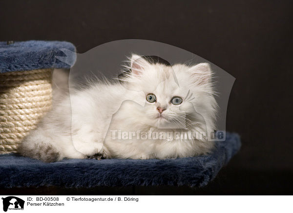 Perser Ktzchen / Persian cat Kitten / BD-00508