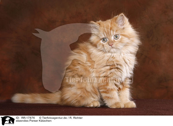 sitzendes Perser Ktzchen / sitting persian kitten / RR-17876