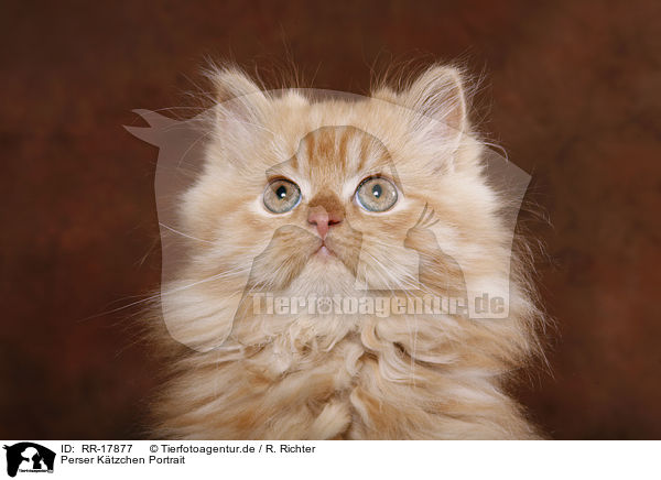 Perser Ktzchen Portrait / Persian Kitten Portrait / RR-17877