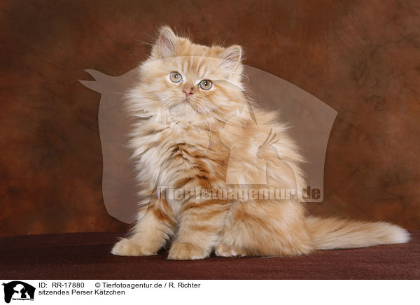 sitzendes Perser Ktzchen / sitting persian kitten / RR-17880