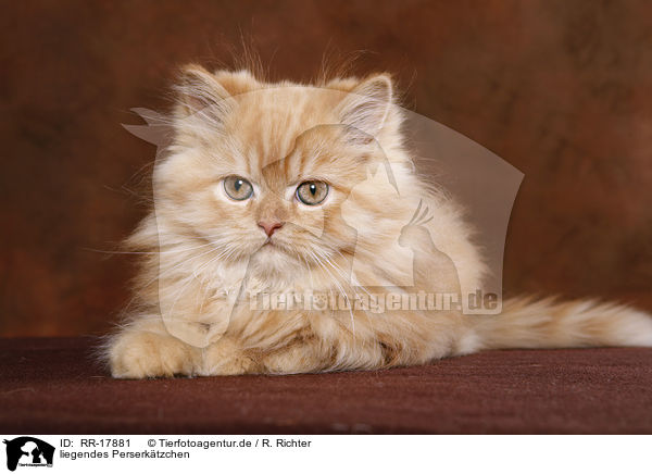 liegendes Perserktzchen / lying persian kitten / RR-17881