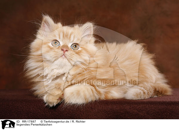 liegendes Perserktzchen / lying persian kitten / RR-17887
