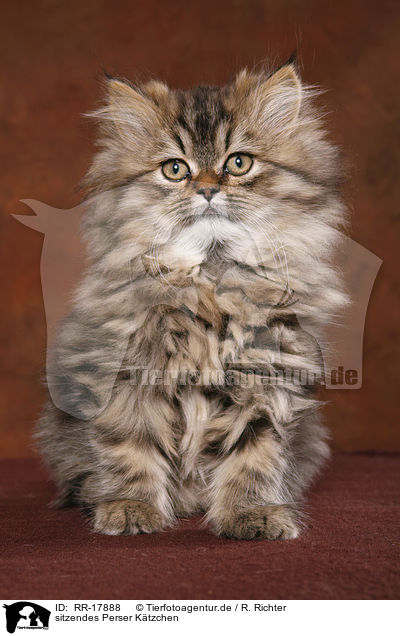 sitzendes Perser Ktzchen / sitting persian kitten / RR-17888