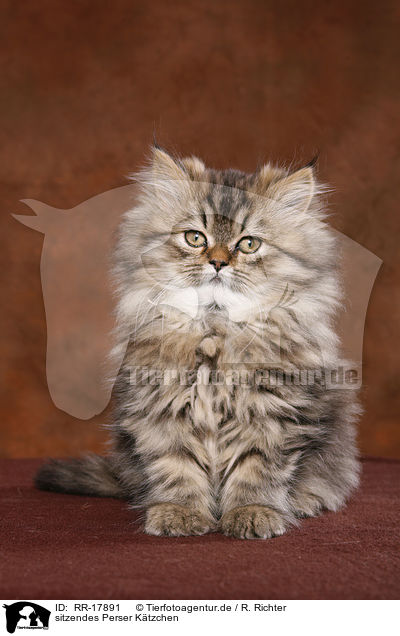 sitzendes Perser Ktzchen / sitting persian kitten / RR-17891