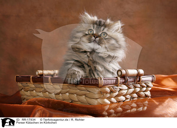 Perser Ktzchen im Krbchen / Persian Kitten in basket / RR-17934