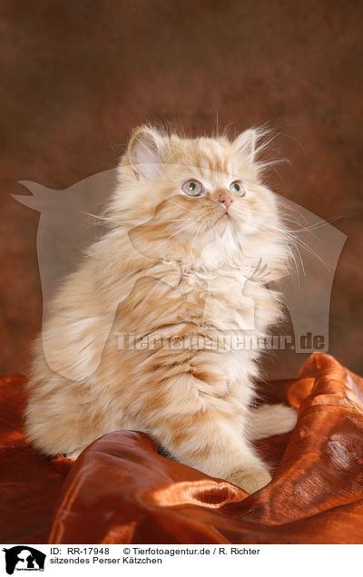 sitzendes Perser Ktzchen / sitting persian kitten / RR-17948