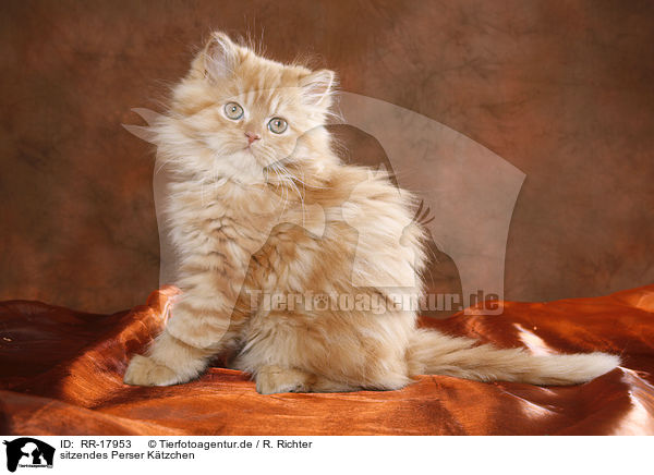 sitzendes Perser Ktzchen / sitting persian kitten / RR-17953