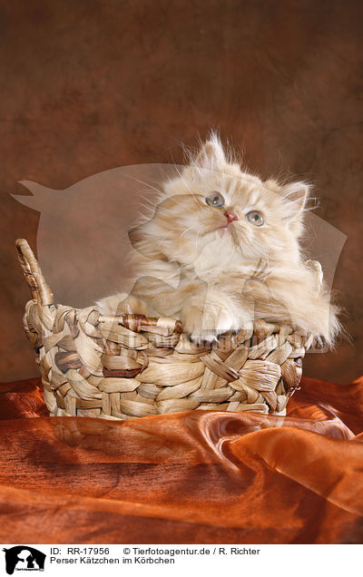 Perser Ktzchen im Krbchen / Persian Kitten in basket / RR-17956