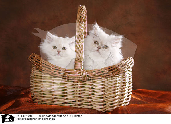 Perser Ktzchen im Krbchen / Persian Kitten in basket / RR-17963