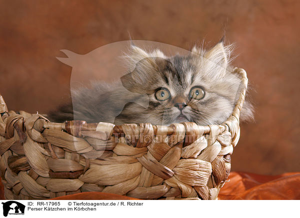 Perser Ktzchen im Krbchen / Persian Kitten in basket / RR-17965