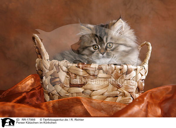 Perser Ktzchen im Krbchen / Persian Kitten in basket / RR-17966