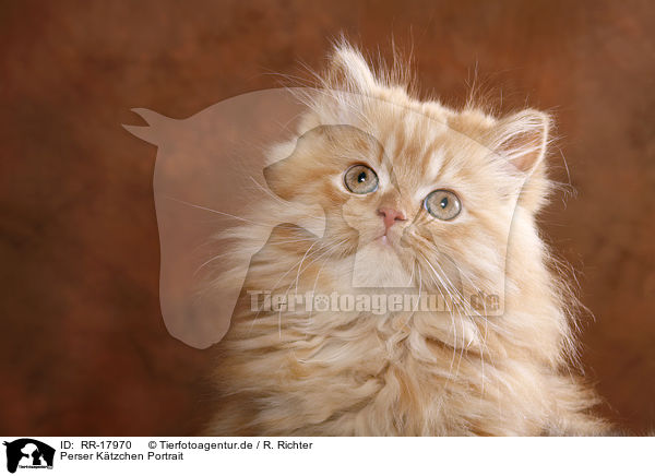 Perser Ktzchen Portrait / Persian Kitten Portrait / RR-17970