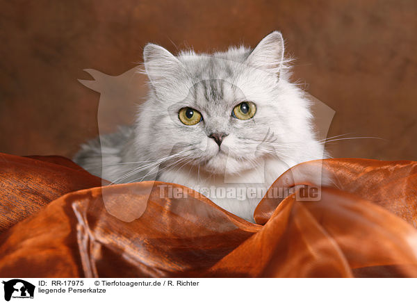 liegende Perserkatze / lying persian cat / RR-17975