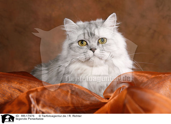 liegende Perserkatze / lying persian cat / RR-17976