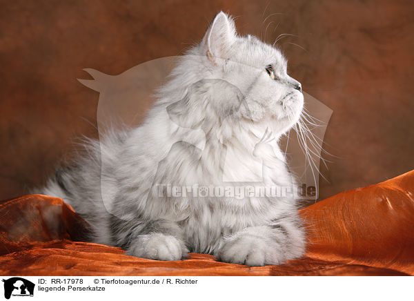 liegende Perserkatze / lying persian cat / RR-17978