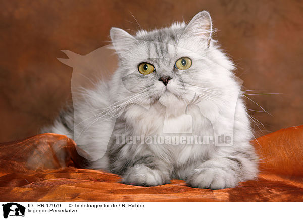 liegende Perserkatze / lying persian cat / RR-17979
