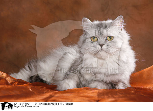 liegende Perserkatze / lying persian cat / RR-17981