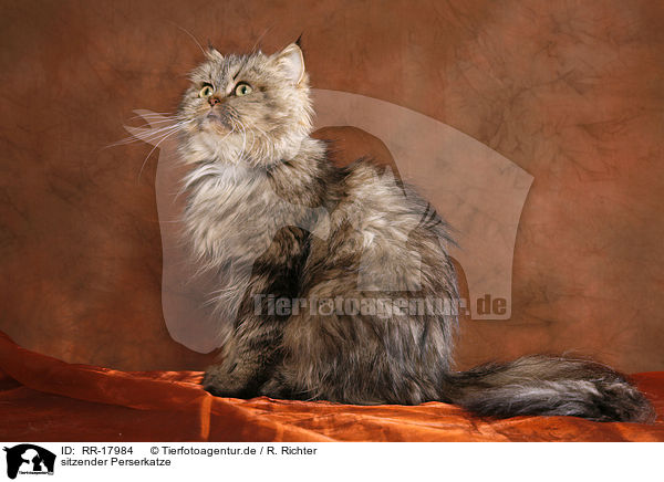 sitzender Perserkatze / sitting persian cat / RR-17984