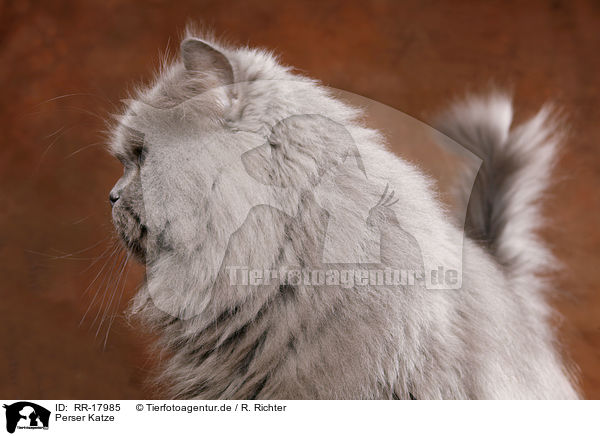 Perser Katze / Persian cat / RR-17985