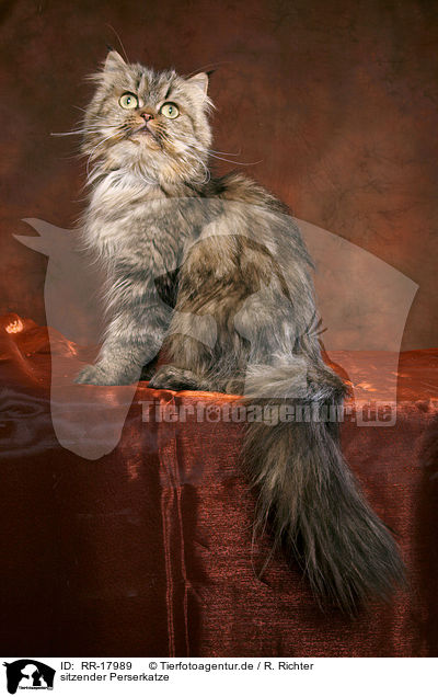sitzender Perserkatze / sitting persian cat / RR-17989