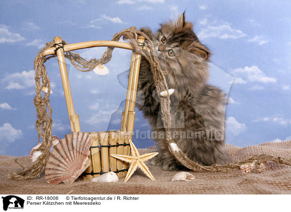 Perser Ktzchen mit Meeresdeko / Persian Kitten with sea decoration / RR-18006