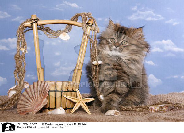 Perser Ktzchen mit Meeresdeko / Persian Kitten with sea decoration / RR-18007