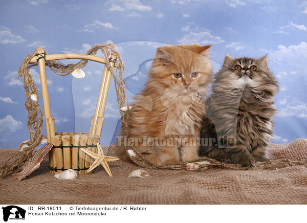 Perser Ktzchen mit Meeresdeko / Persian Kitten with sea decoration / RR-18011