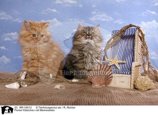 Perser Ktzchen mit Meeresdeko / Persian Kitten with sea decoration / RR-18012
