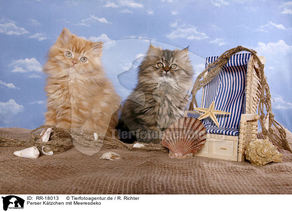 Perser Ktzchen mit Meeresdeko / Persian Kitten with sea decoration / RR-18013