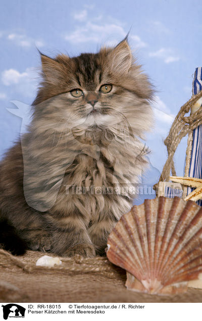 Perser K�tzchen mit Meeresdeko / Persian Kitten with sea decoration / RR-18015