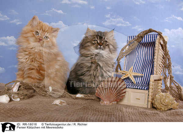 Perser Ktzchen mit Meeresdeko / Persian Kitten with sea decoration / RR-18016