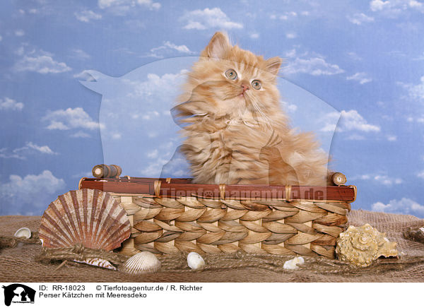 Perser Ktzchen mit Meeresdeko / Persian Kitten with sea decoration / RR-18023