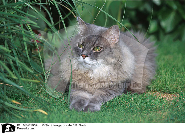 Perserkatze / persian cat / MS-01054