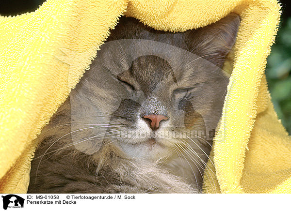 Perserkatze mit Decke / persian cat with blanket / MS-01058