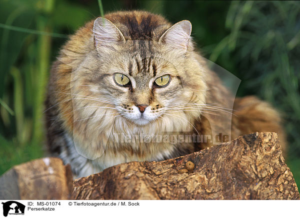 Perserkatze / persian cat / MS-01074