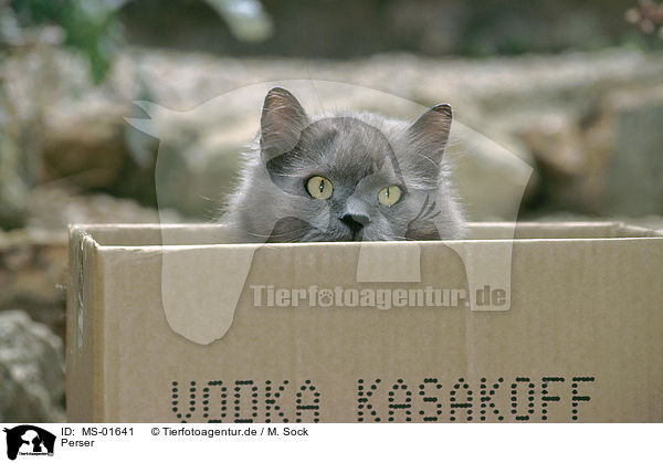 Perser / persian cat / MS-01641