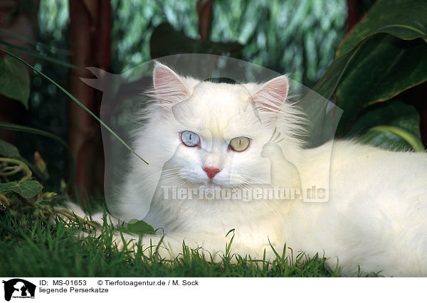 liegende Perserkatze / lying persian cat / MS-01653
