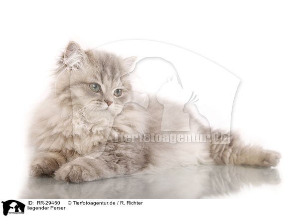 liegender Perser / lying Persian Cat / RR-29450