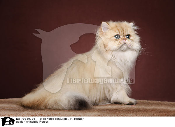 golden chinchilla Perser / RR-30736